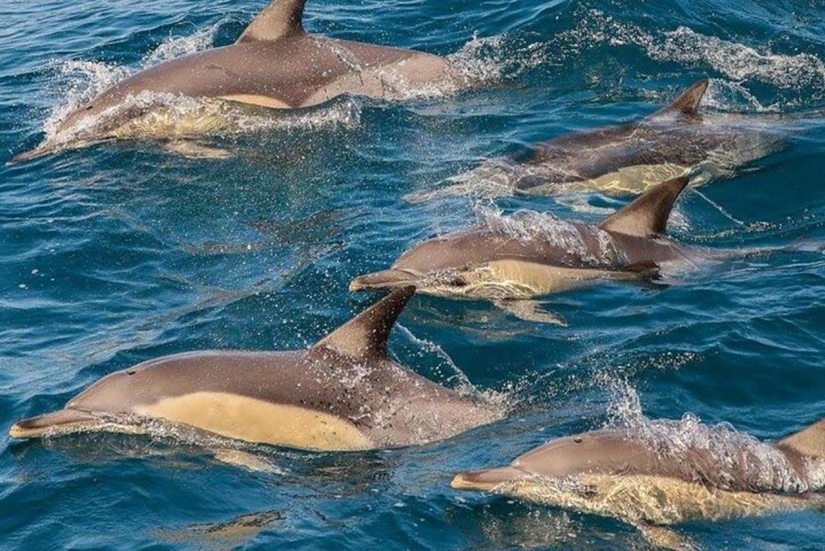 um grupo de golfinhos nadando na água
