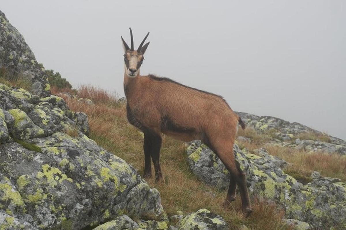 a antelope standing on the side of a mountain