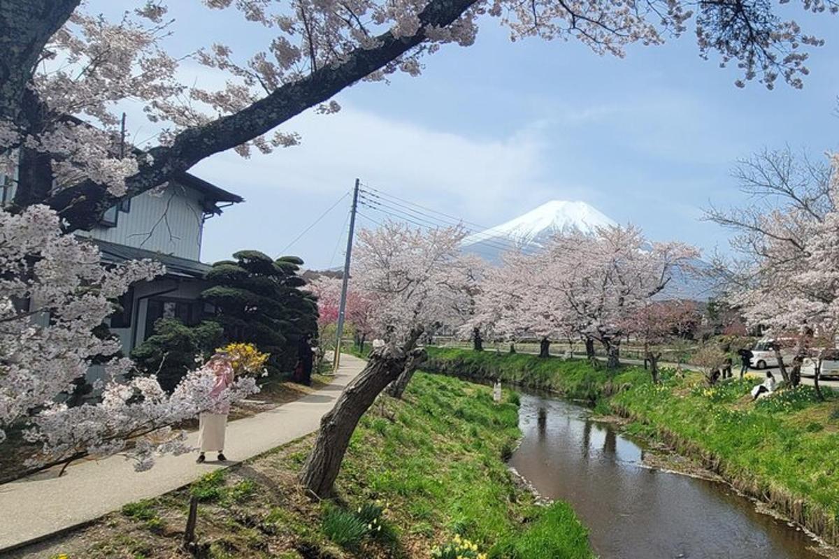一条长满樱花树的河流和一座山作为背景