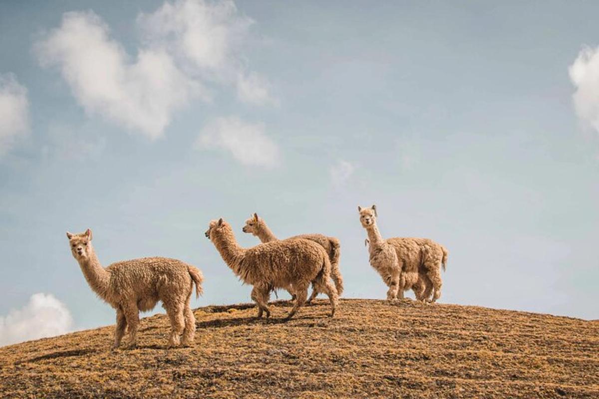 sekumpulan llama berdiri di atas bukit