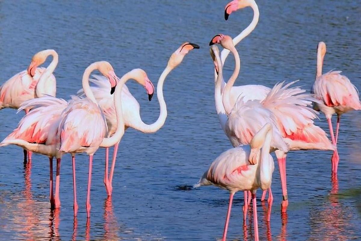 egy flamingócsoport áll a vízben
