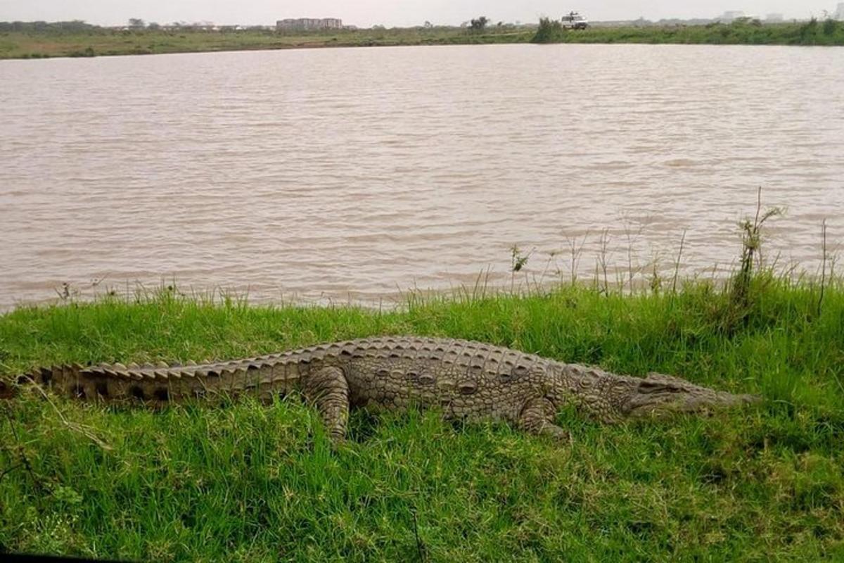 Krokodil leži v travi ob vodni površini