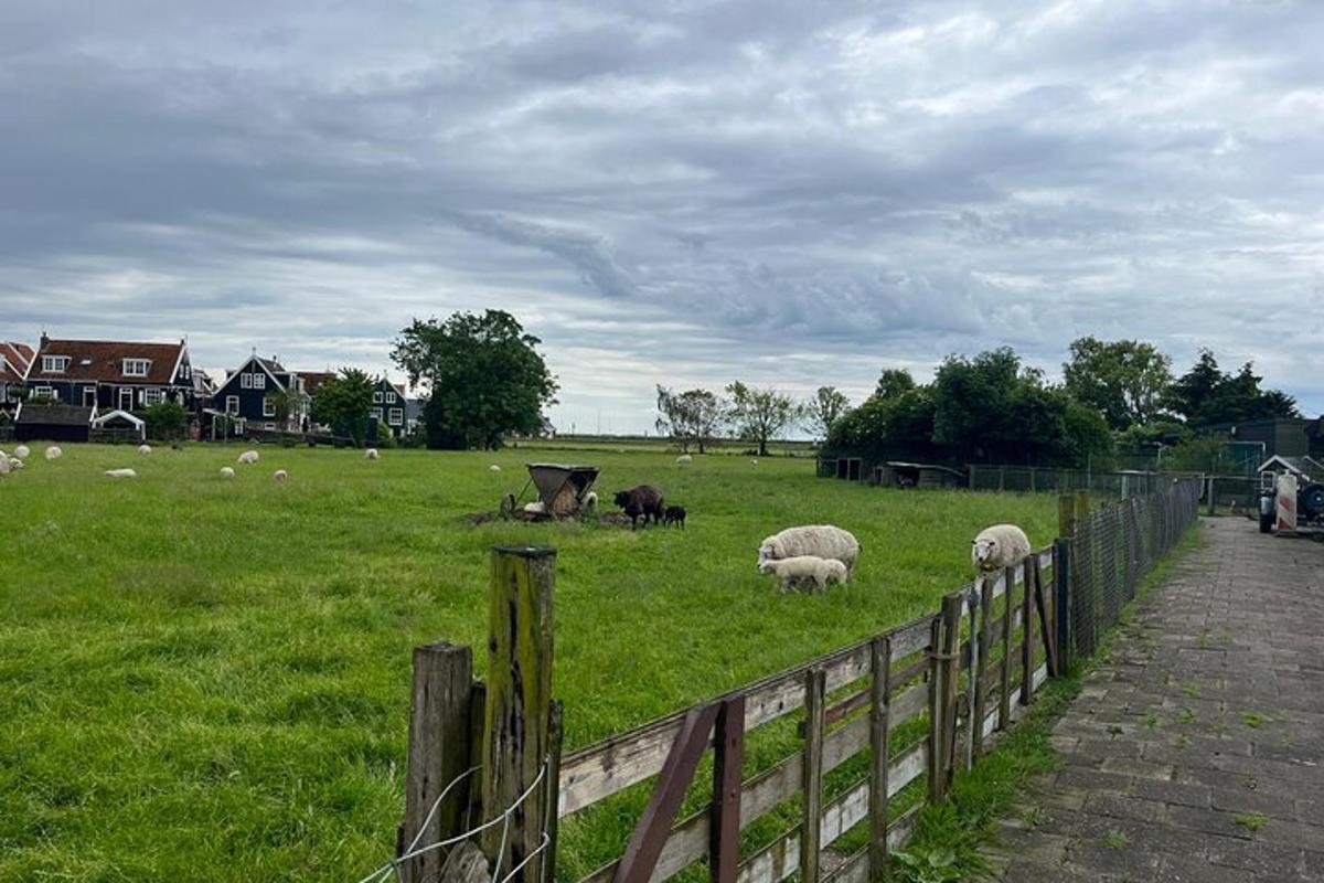 un ramat d'ovelles pasturant en un camp amb una tanca