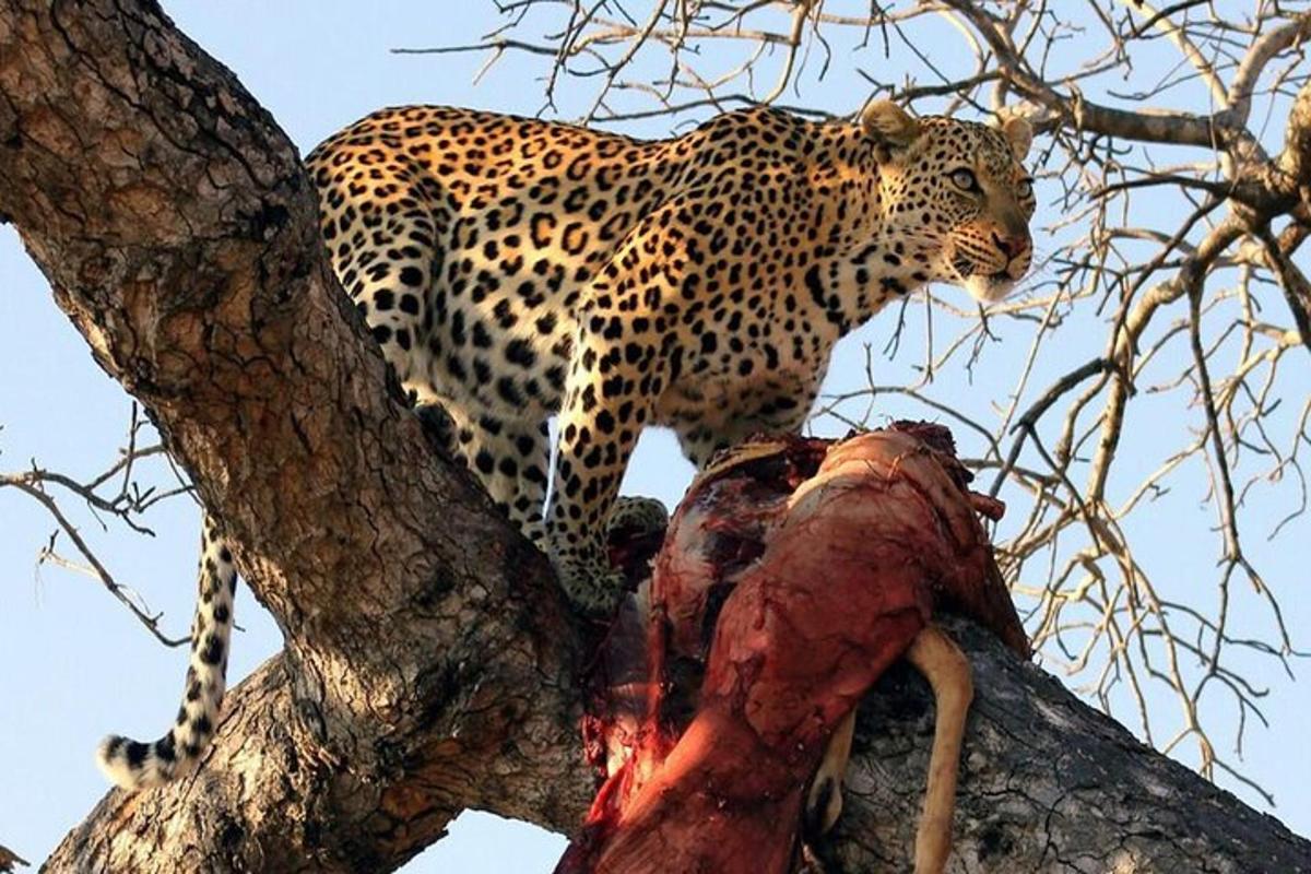 leopard stojící na stromě s mrtvým zvířetem