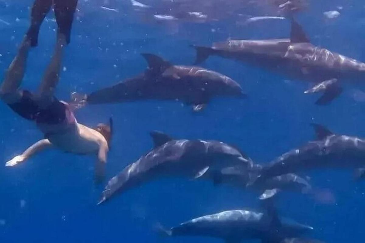 egy csoport delfin úszik a vízben