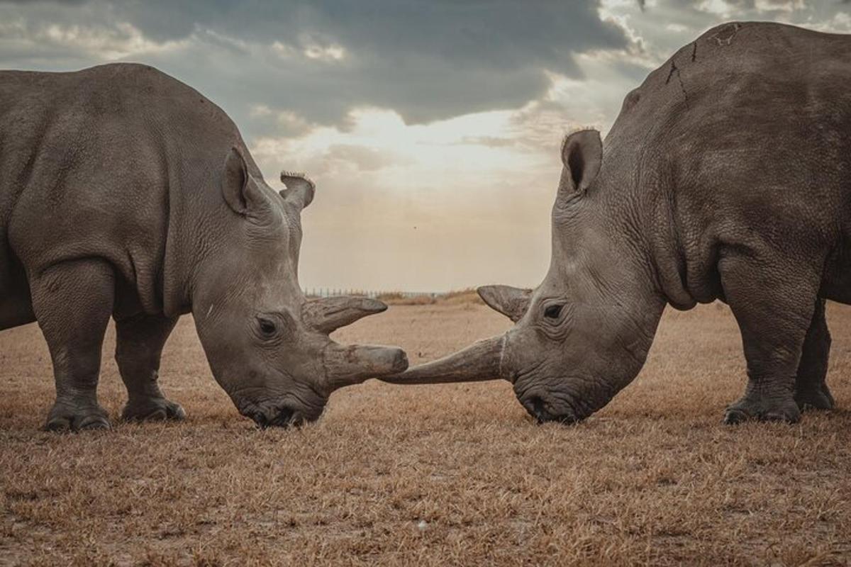 due rinoceronti che giocano tra loro in un campo