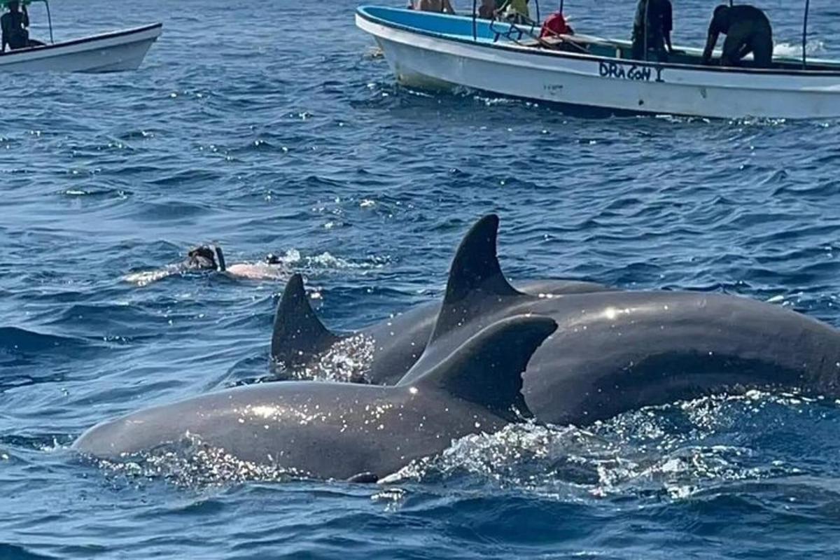 két delfin a vízben egy csónak mellett