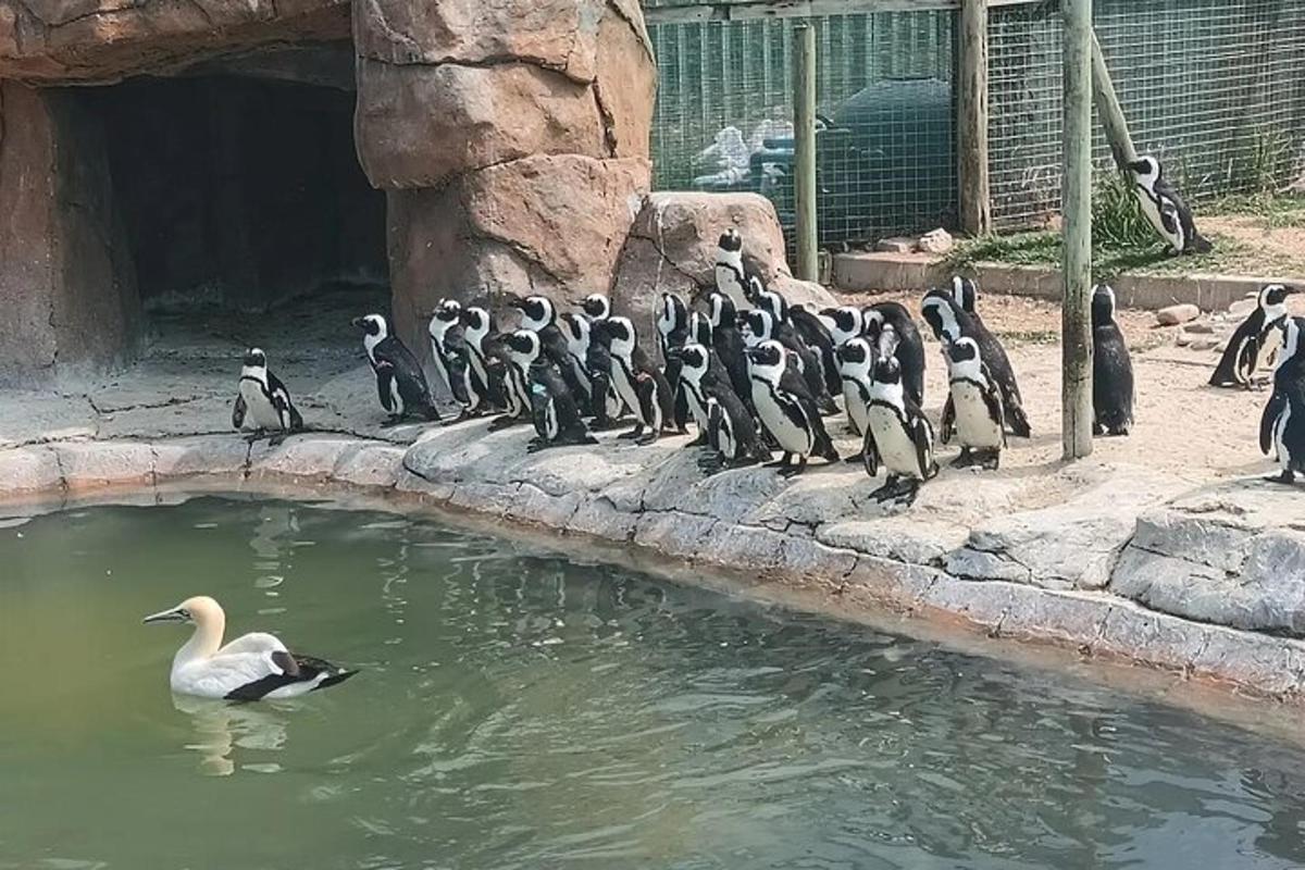 a group of penguins standing around a pool of water