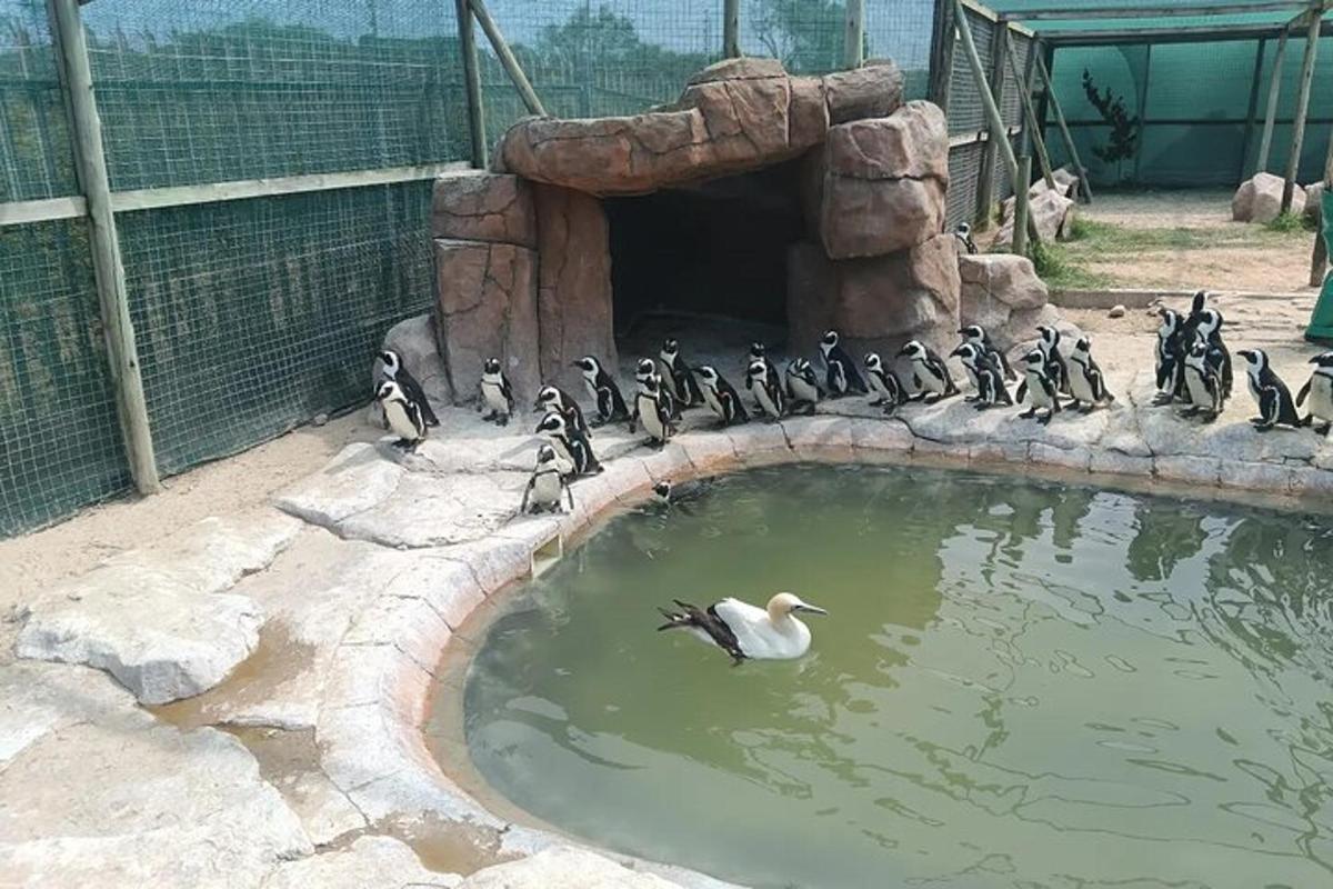 a bunch of penguins in a pool of water
