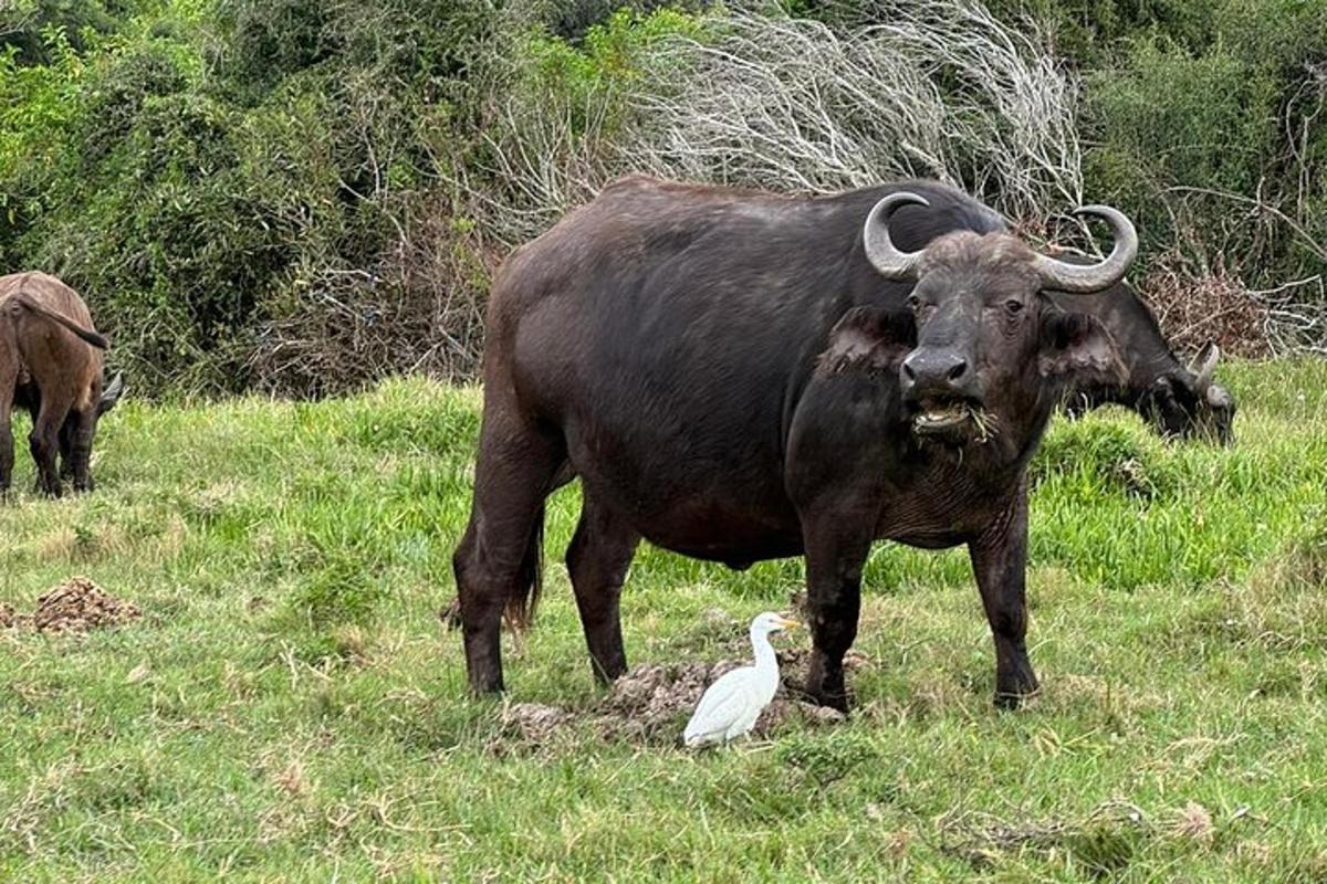 un grande animale in piedi in un campo con un uccello
