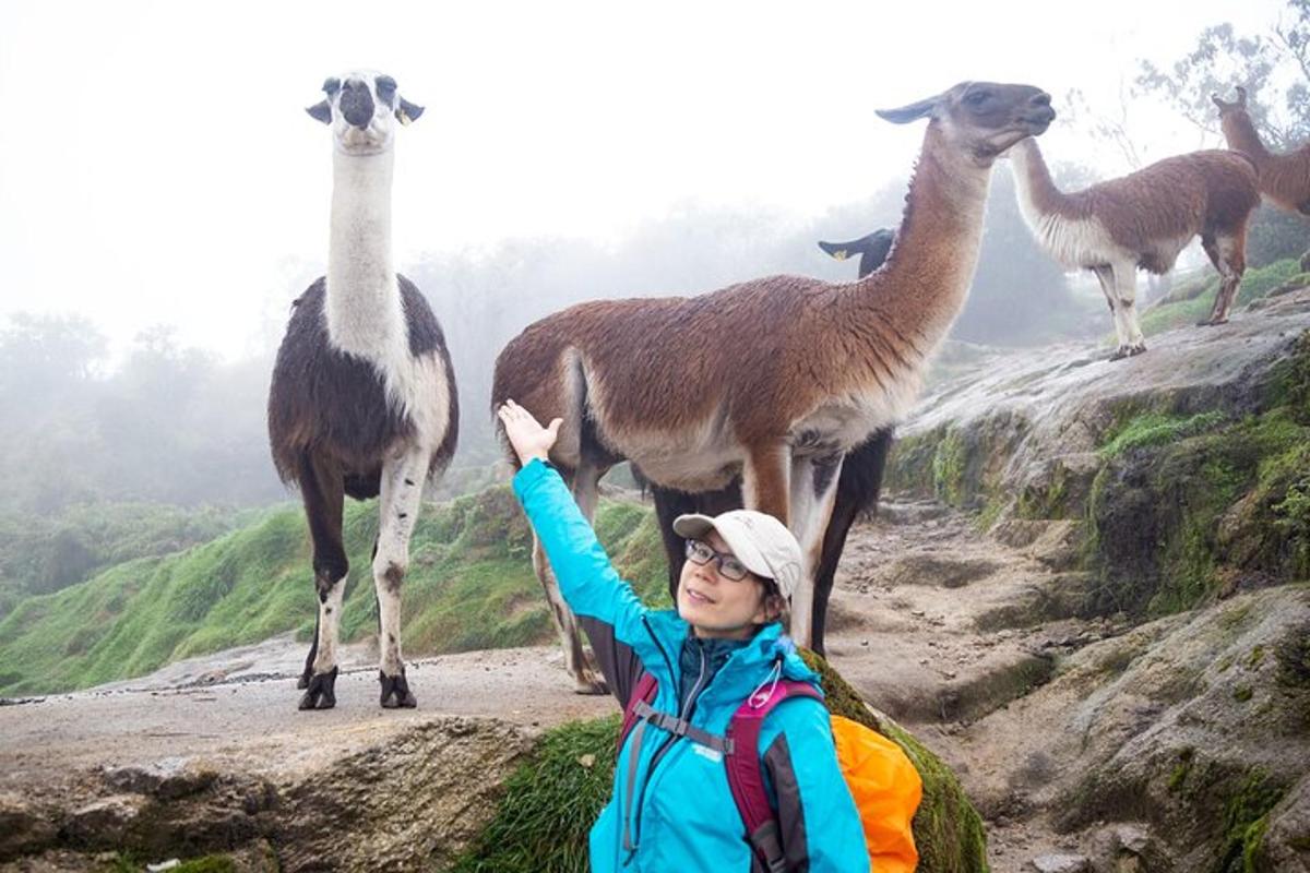 seorang wanita berdiri di hadapan sekumpulan llama