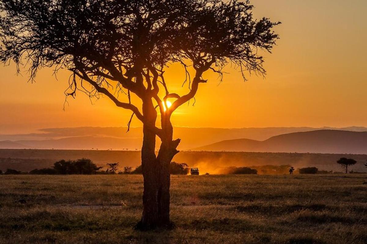 un arbre en un camp amb la posta de sol al fons