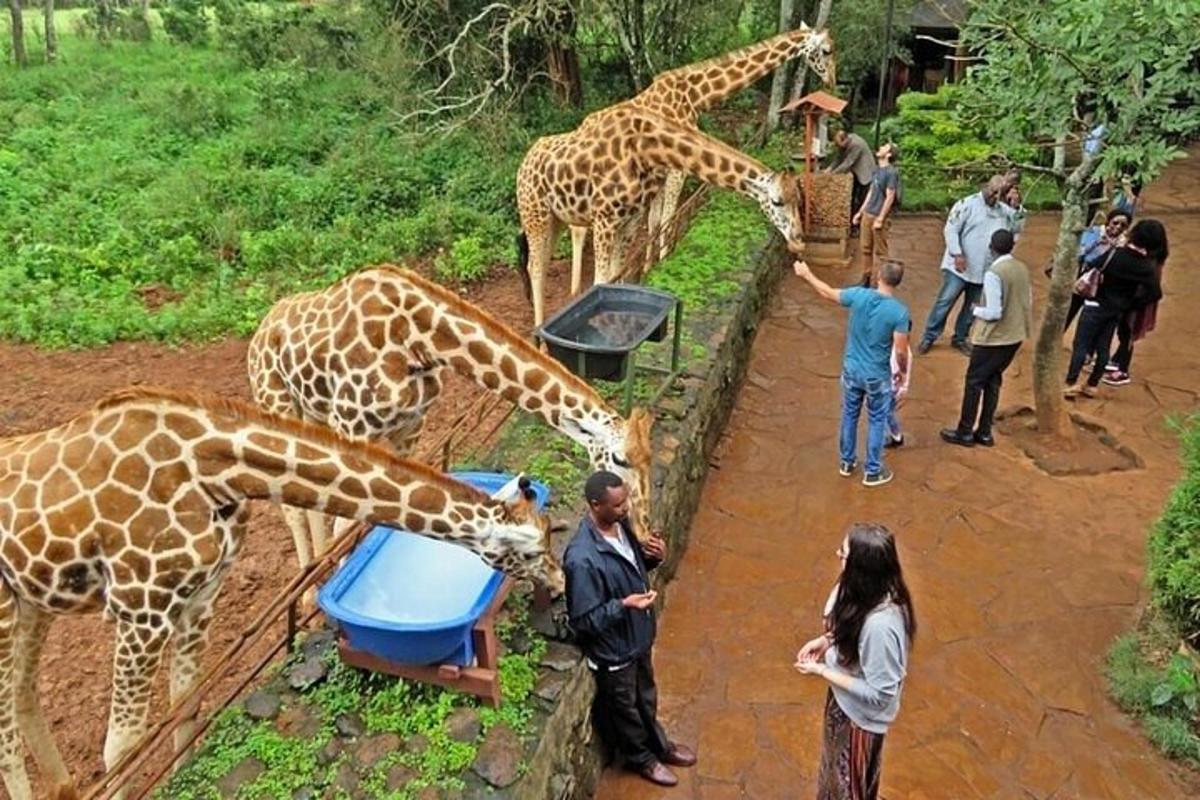 a group of giraffes eating from a trough at a zoo