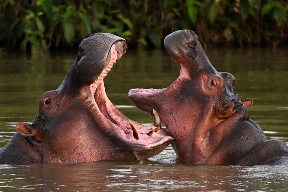 due ippopotami nell'acqua con la bocca aperta