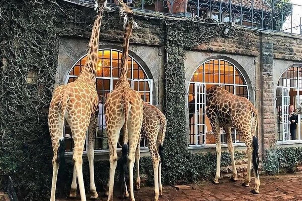a group of giraffes standing near a building