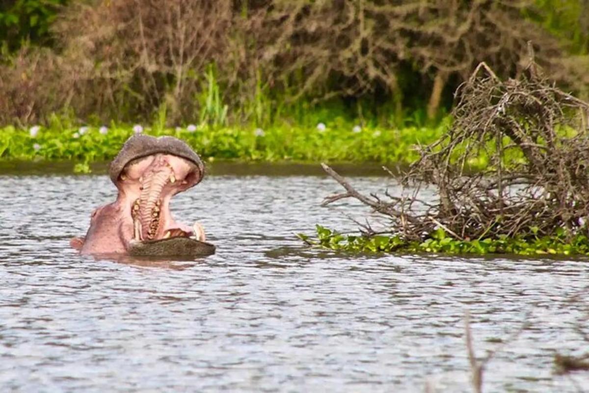 egy víziló, amelynek nyitott szája van a vízben