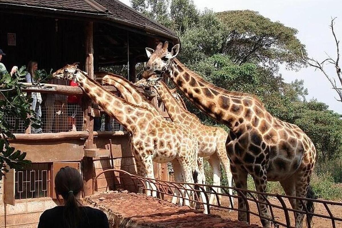 Un grupo de jirafas de pie junto a un edificio.