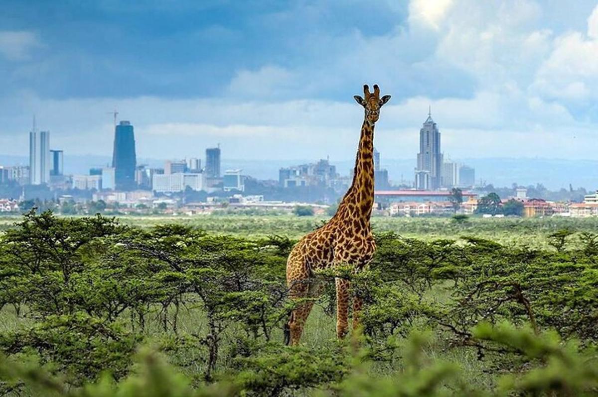 una giraffa in piedi in un campo con una città sullo sfondo