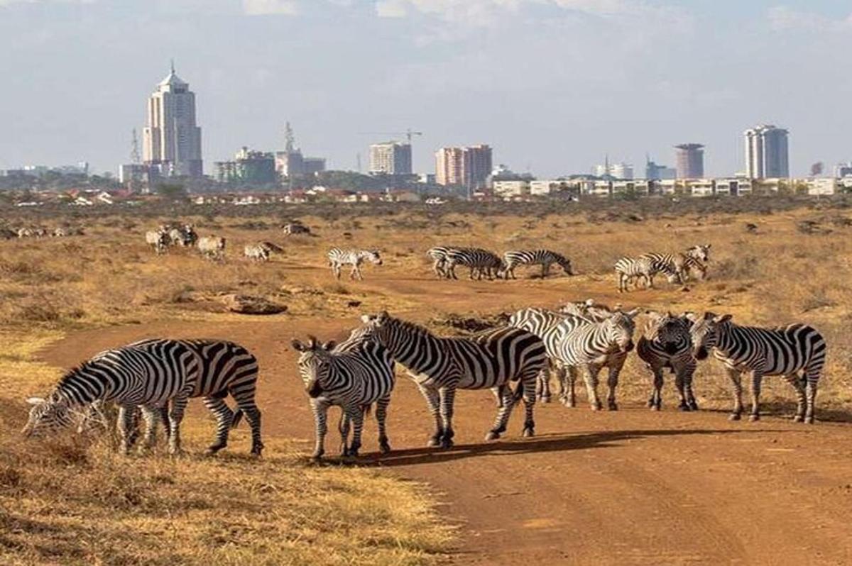 una mandria di zebre in piedi su una strada sterrata