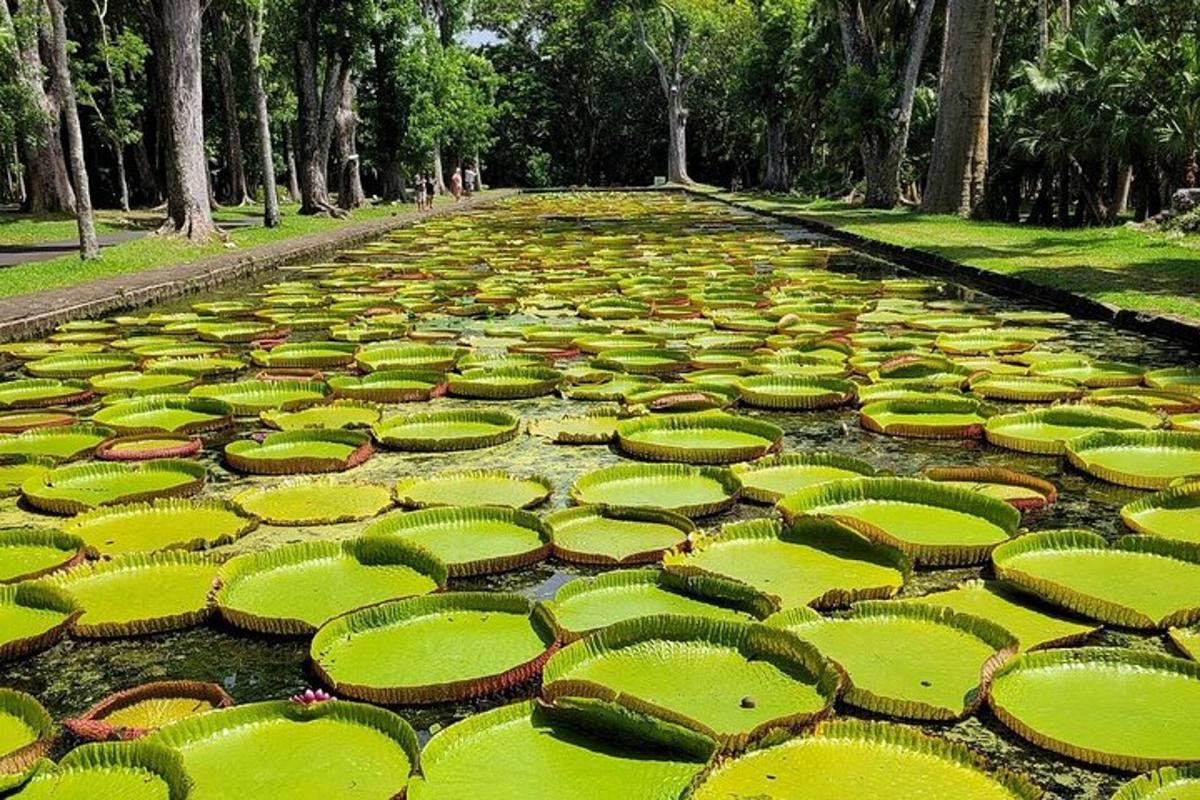 un iaz mare plin cu multe plante verzi
