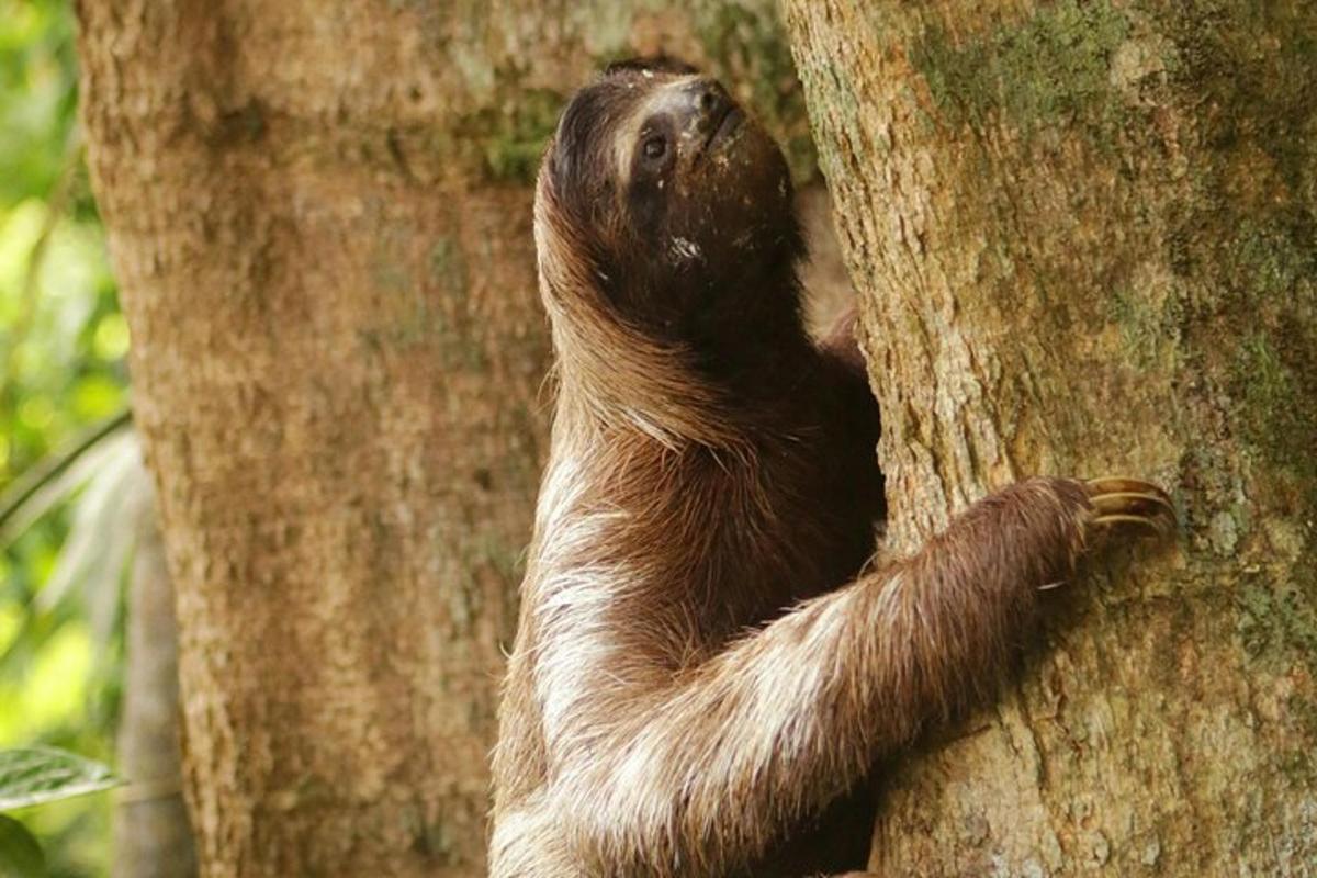 a sloth climbing a tree in a tree