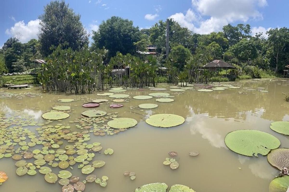 a pond filled with lots of lily pads