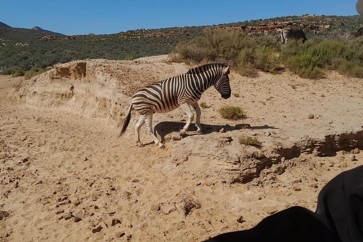 zebra kráčející po prašné cestě v poušti