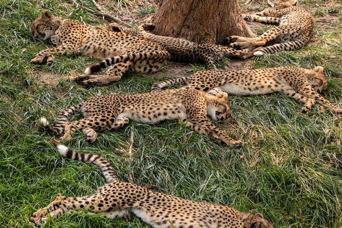 um grupo de chitas deitadas na grama ao lado de uma árvore