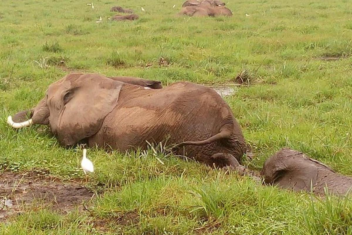 an elephant laying in the grass next to a bird
