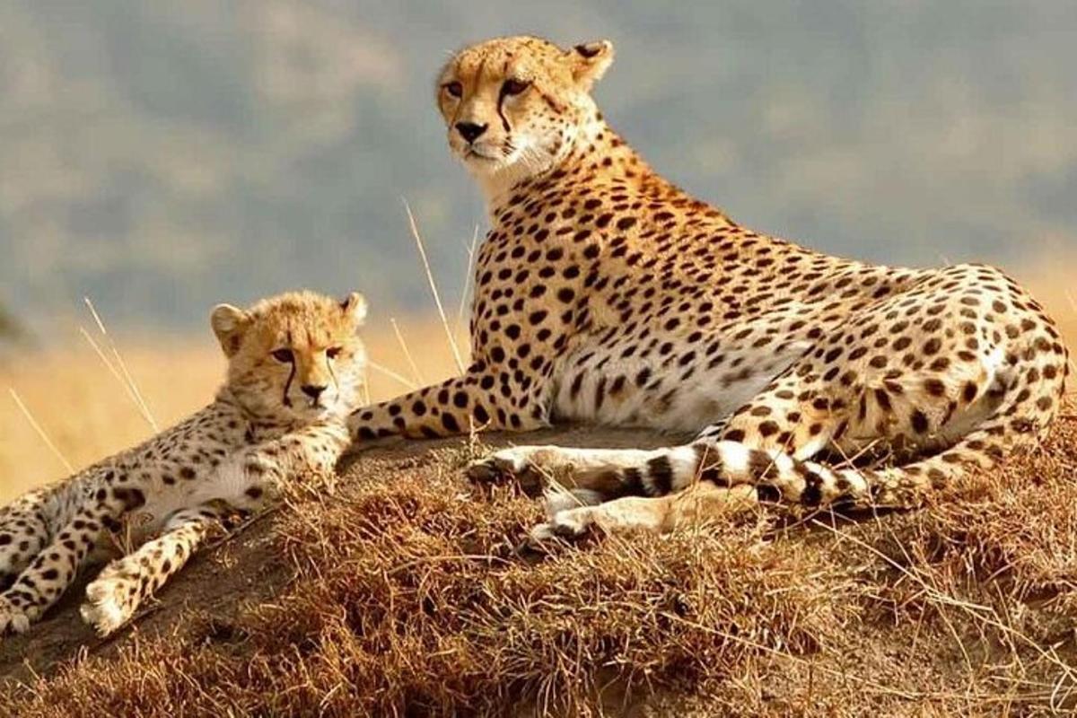 dua cheetah berbaring di atas bukit