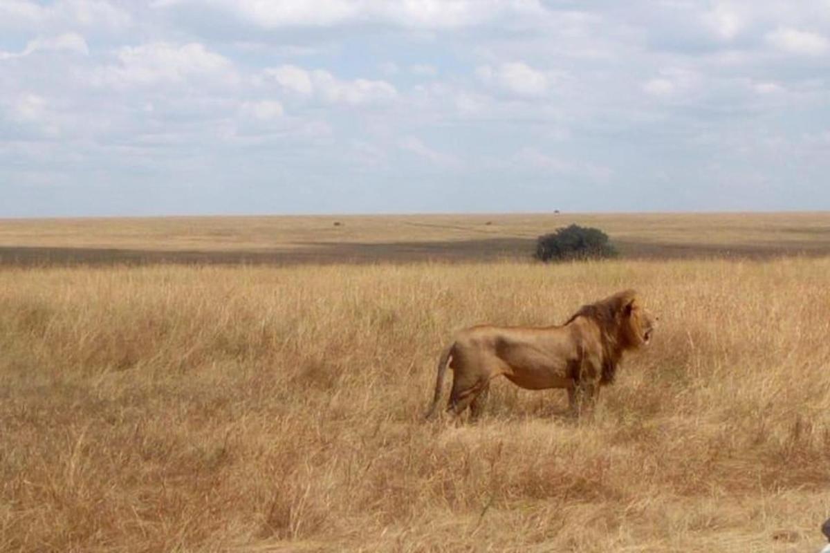 a horse standing in a field of tall grass