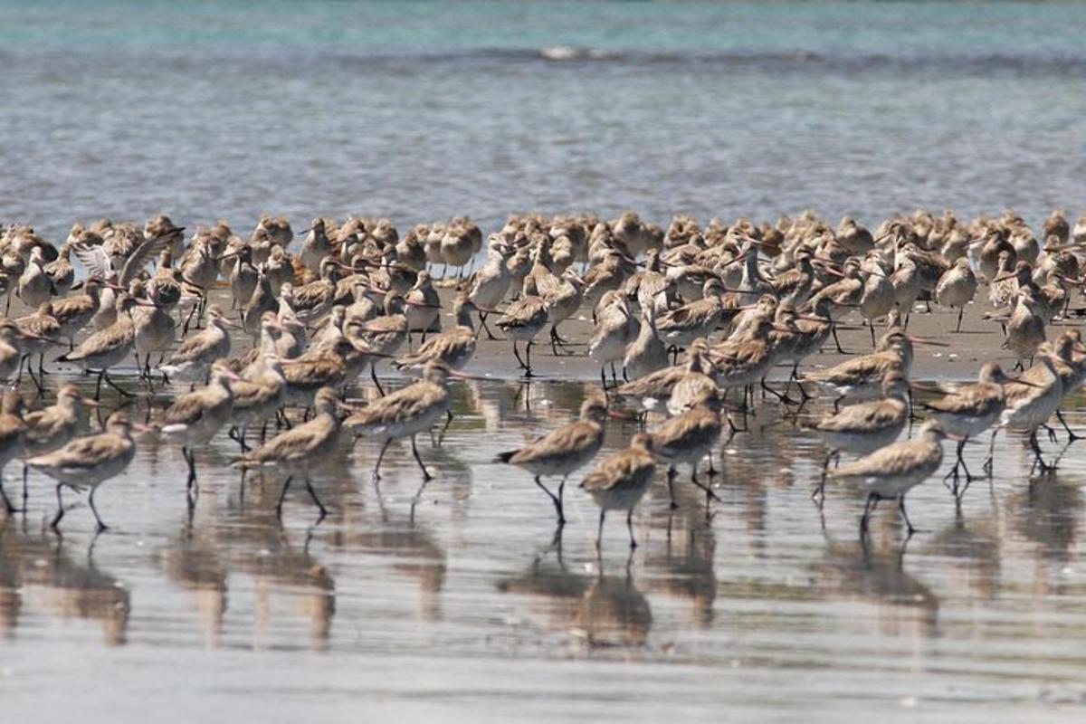 a large flock of birds walking on the beach