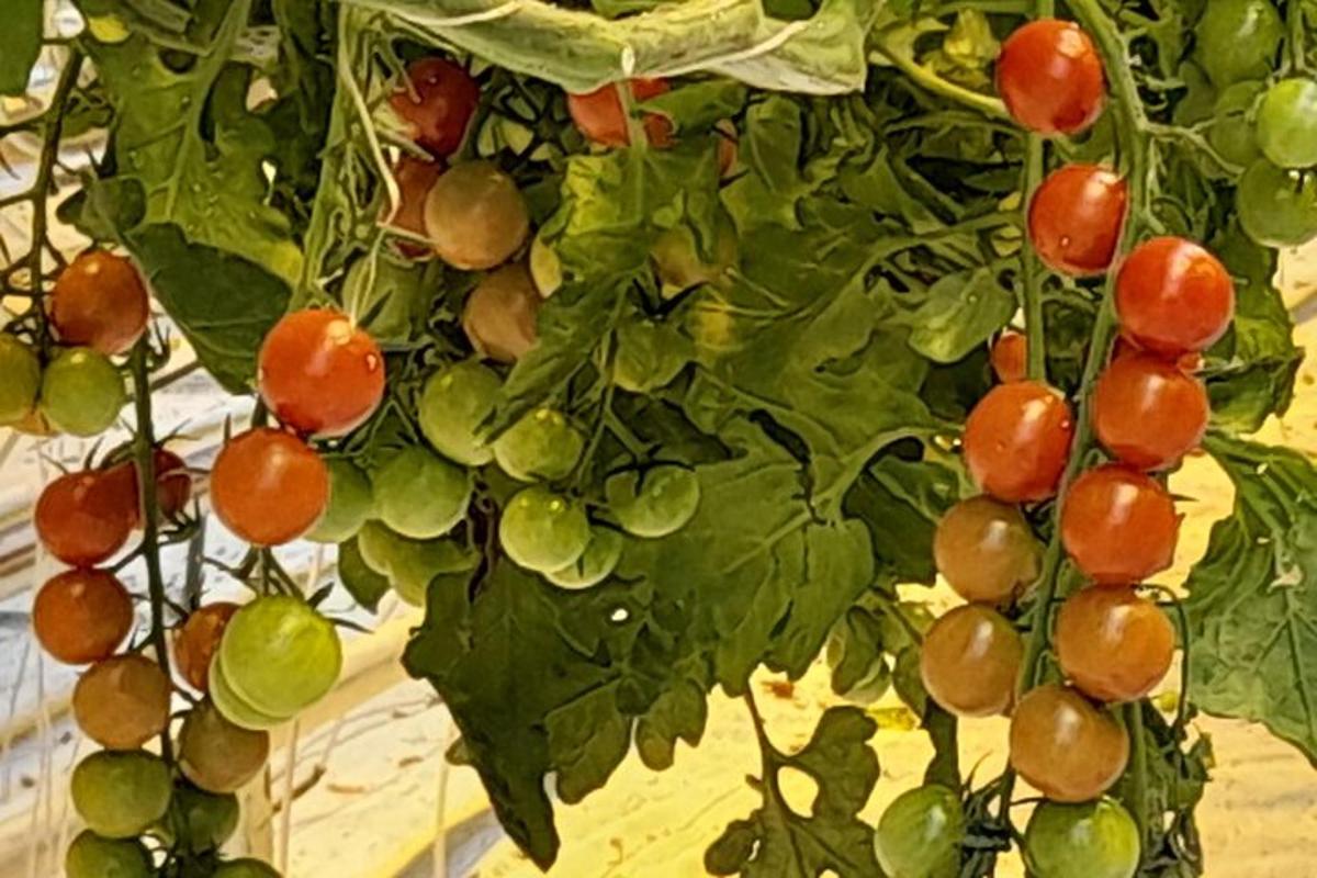 a bunch of green and red tomatoes on a plant