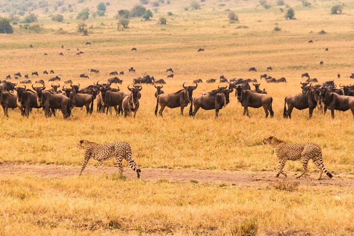sekumpulan antelop dan cheetah di padang
