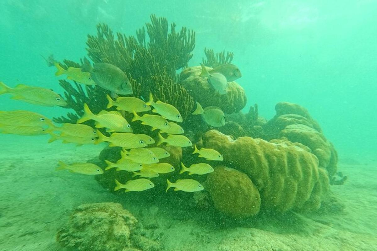 مجموعة من الأسماك تسبح حول الشعاب المرجانية