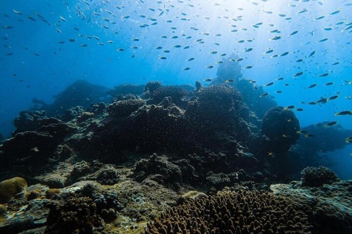 Un arrecife de coral con muchos peces.