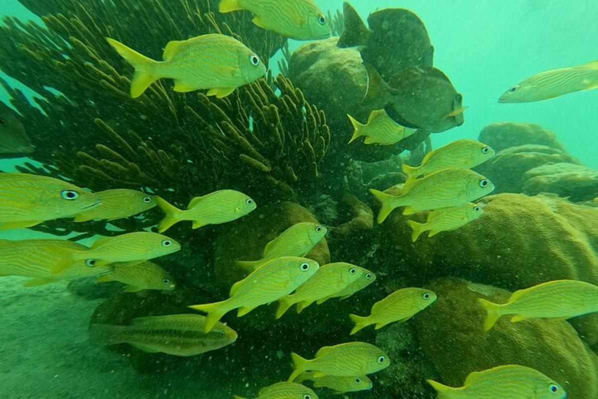 a group of fish swimming in the ocean
