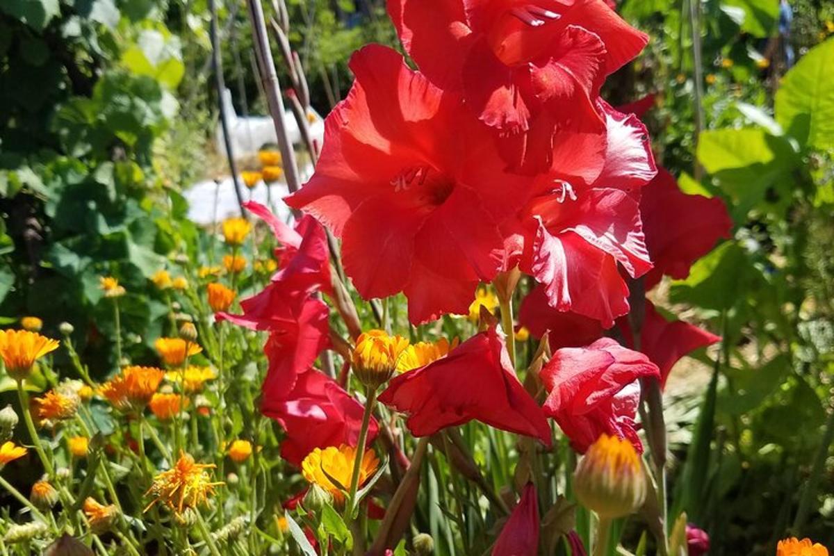 un gruppo di fiori rossi in un giardino