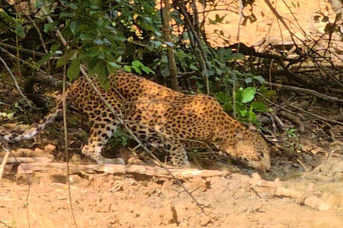 a jaguar walking on the ground in the dirt