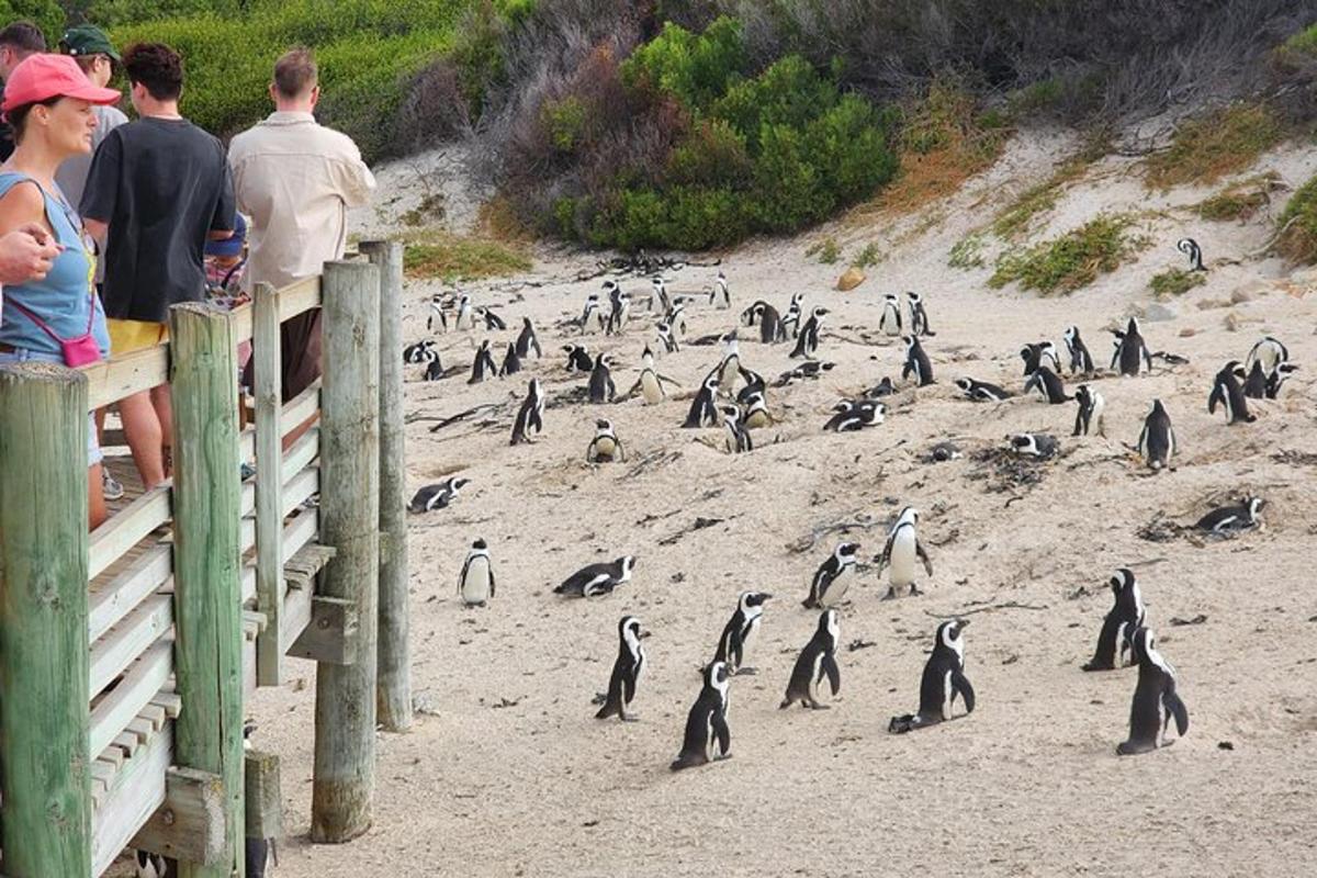 pingviinide grupp rannas seismas