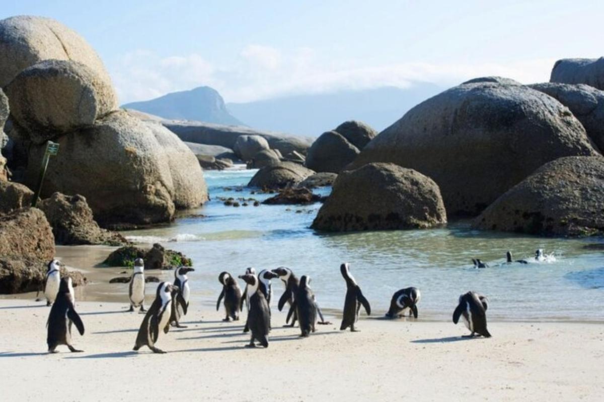 a group of penguins walking on a beach