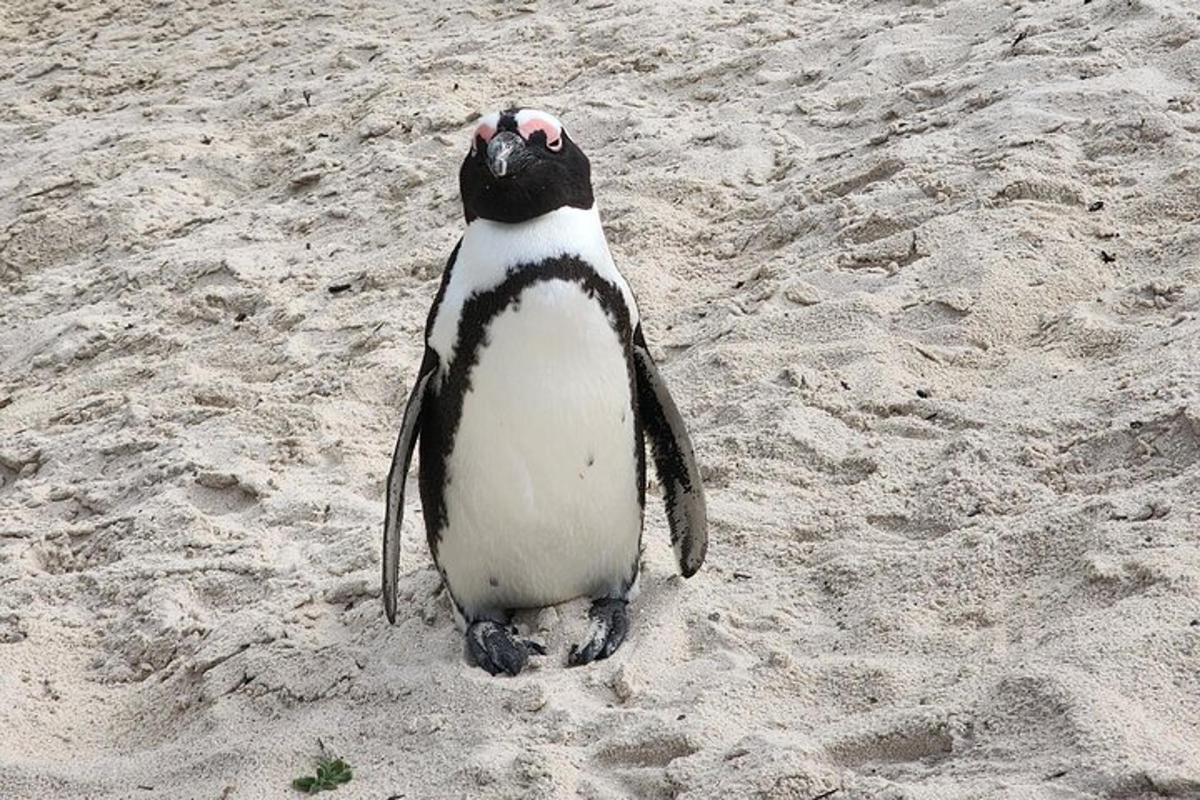 un pinguino in piedi nella sabbia su una spiaggia