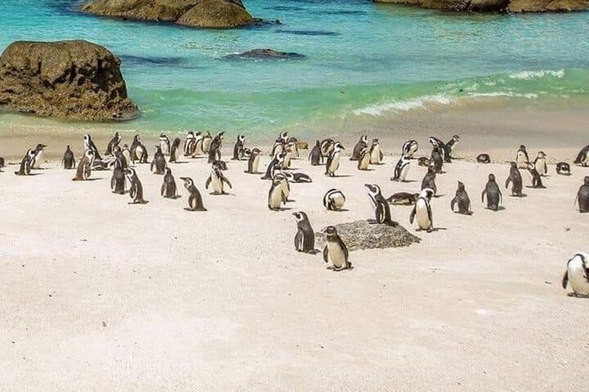 isang grupo ng mga penguin na nakaupo sa isang beach