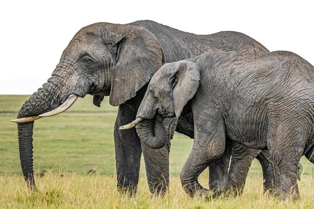 two elephants standing next to each other in a field