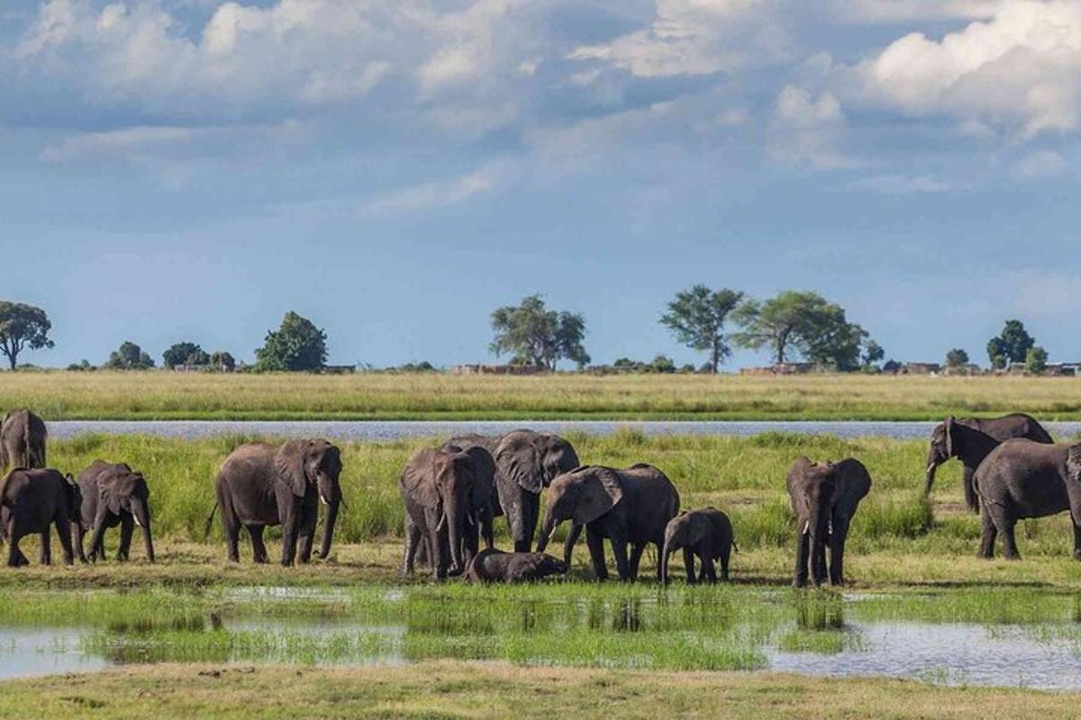 a herd of elephants standing next to a watering hole