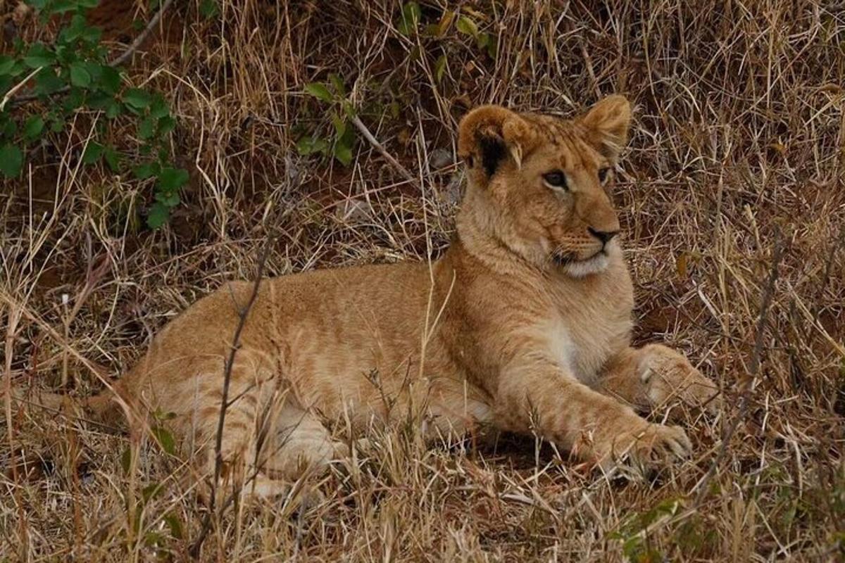 a lion cub laying in the tall grass
