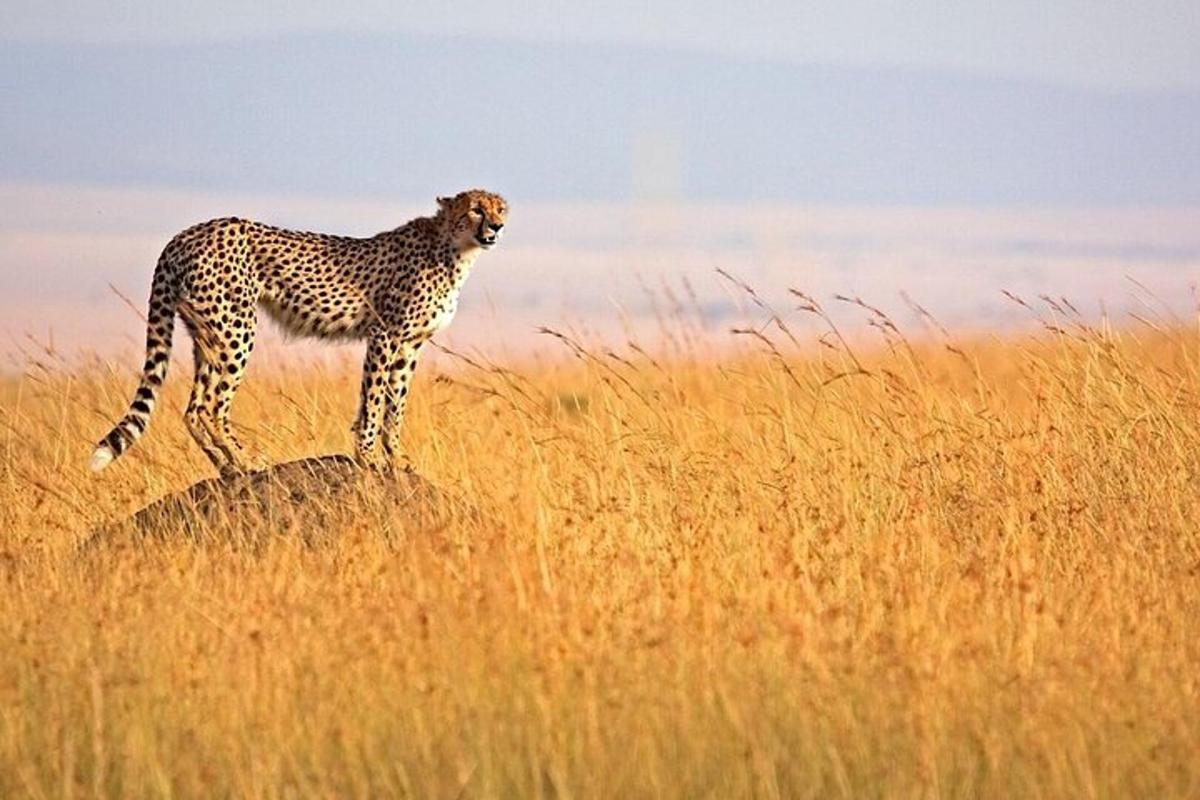 a cheetah standing on top of a field of tall grass