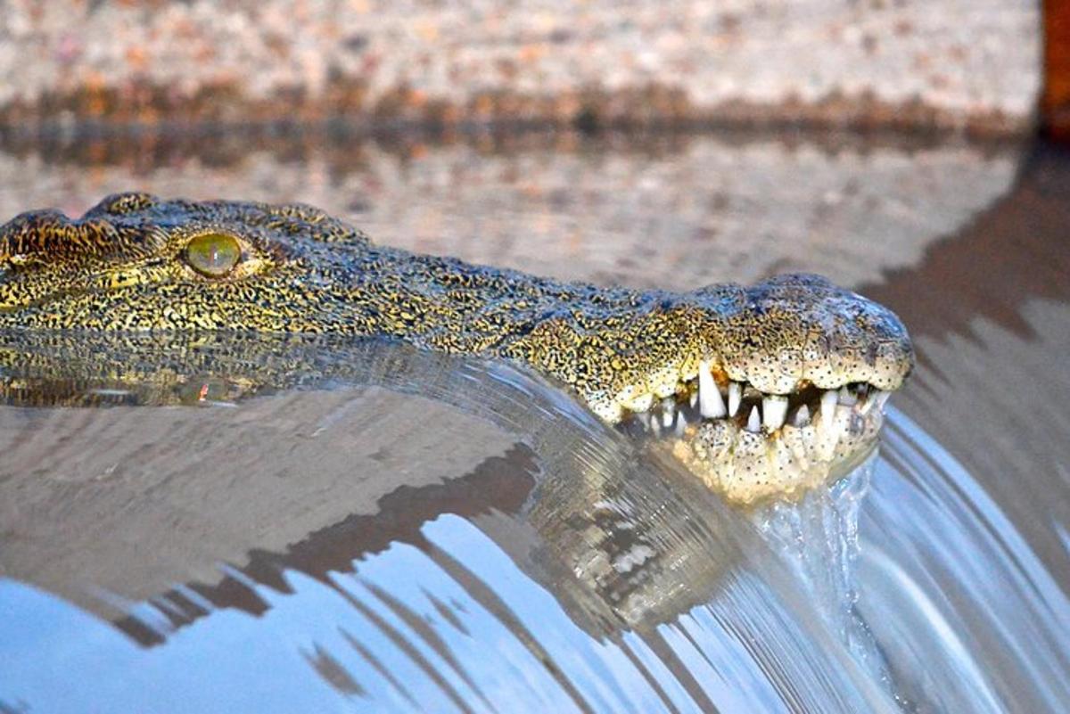 seekor buaya menjulurkan kepalanya keluar dari air