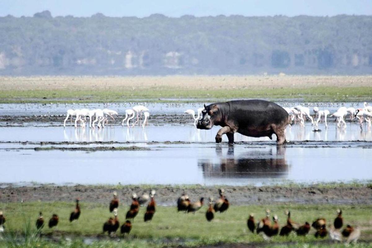a bull standing in the water with a flock of birds