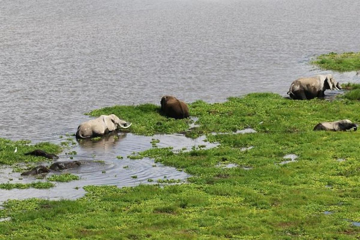a group of elephants in a body of water